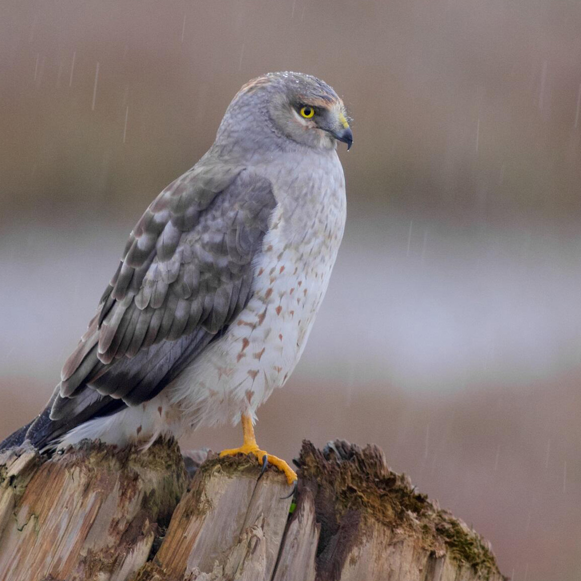 Pomperaug River Watershet Coalition