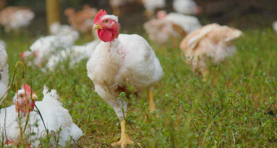 Azuluna Farms Local Chicken